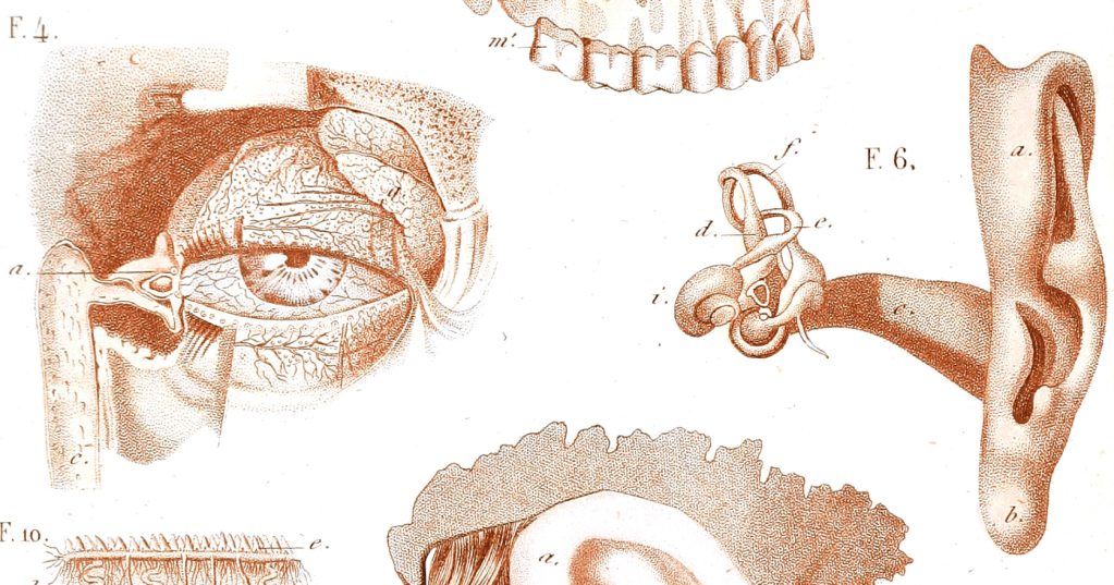 A medical line illustration in sepia tones: An eye and tear ducts, A right ear with the internal apparatus of hearing displayed.